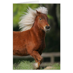Miniature Horse Standing