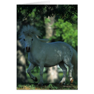 Miniature Horse Standing in the Trees