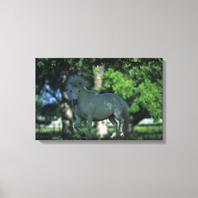 Miniature Horse Standing in the Trees Canvas Print (Front)