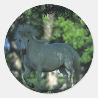 Miniature Horse Standing in the Trees