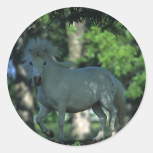Miniature Horse Standing in the Trees Classic Round Sticker