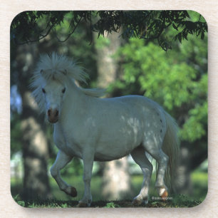Miniature Horse Standing in the Trees Coaster