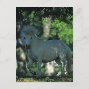 Miniature Horse Standing in the Trees Postcard