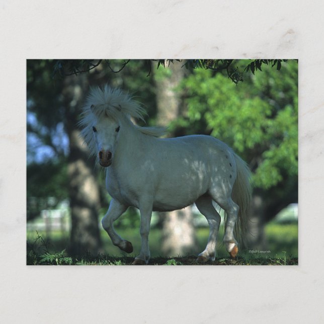 Miniature Horse Standing in the Trees Postcard (Front)