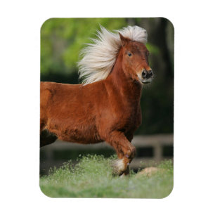 Miniature Horse Standing Magnet