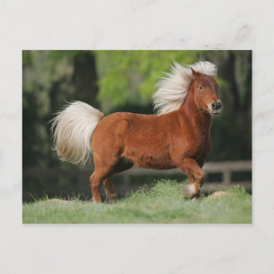 Miniature Horse Standing Postcard