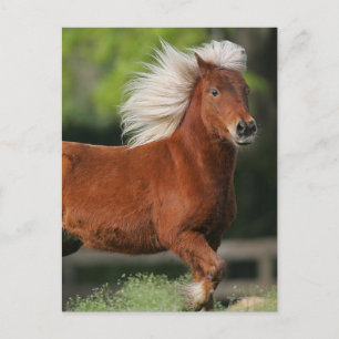 Miniature Horse Standing Postcard