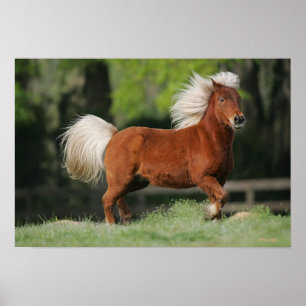 Miniature Horse Standing Poster