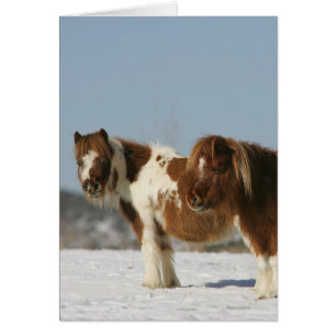 Miniature Horses Standing in the Snow