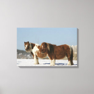 Miniature Horses Standing in the Snow Canvas Print