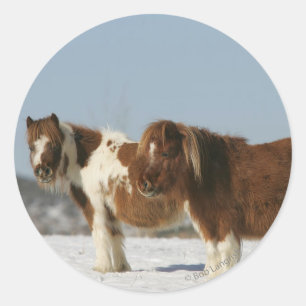 Miniature Horses Standing in the Snow Classic Round Sticker