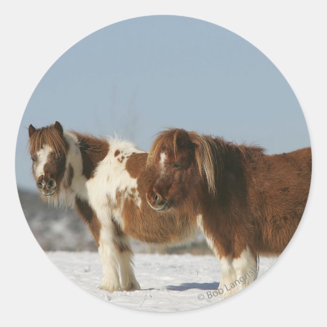 Miniature Horses Standing in the Snow Classic Round Sticker (Front)