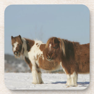 Miniature Horses Standing in the Snow Coaster
