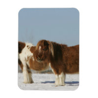 Miniature Horses Standing in the Snow