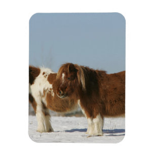 Miniature Horses Standing in the Snow Magnet