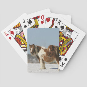 Miniature Horses Standing in the Snow Playing Cards