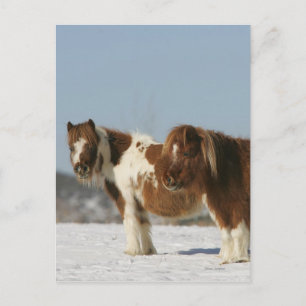 Miniature Horses Standing in the Snow Postcard