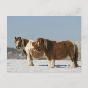 Miniature Horses Standing in the Snow Postcard