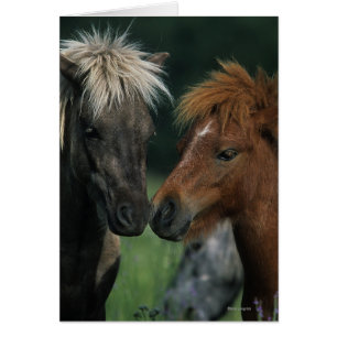 Miniature Horses Touching