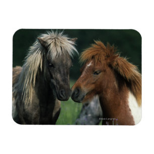 Miniature Horses Touching Magnet