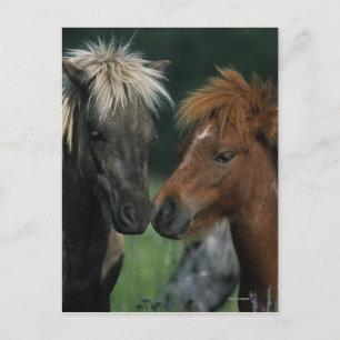Miniature Horses Touching Postcard