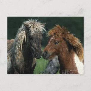 Miniature Horses Touching Postcard
