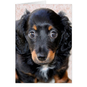 Miniature Long-Haired Dachshund