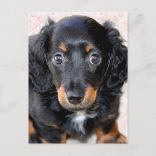 Miniature Long-Haired Dachshund Postcard