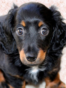 Long Haired Dachshund Invitations Stationery Zazzle Uk