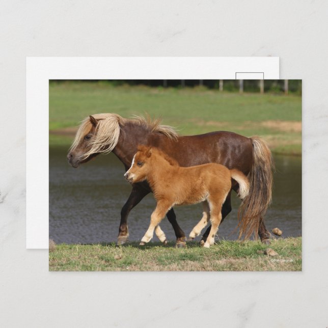 Miniature Mare and Foal Walking By Lake Postcard (Front/Back)