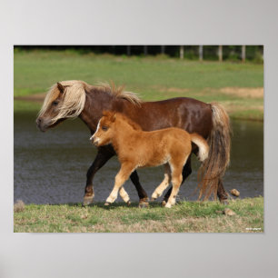 Miniature Mare and Foal Walking By Lake Poster