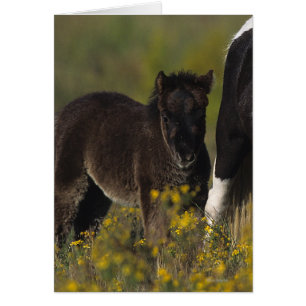 Miniature Mare & Foal in the Flowers