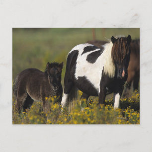 Miniature Mare & Foal in the Flowers Postcard