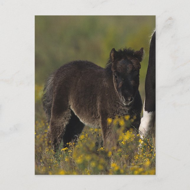 Miniature Mare & Foal in the Flowers Postcard (Front)