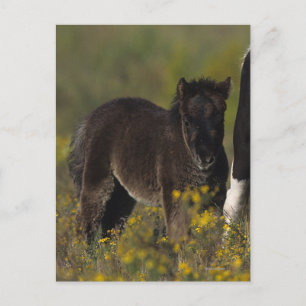 Miniature Mare & Foal in the Flowers Postcard