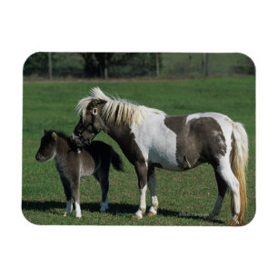 Miniature Mare & Foal Standing Magnet