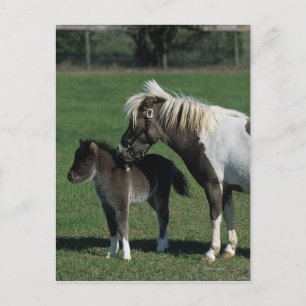 Miniature Mare & Foal Standing Postcard