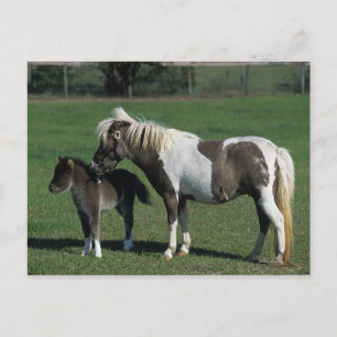 Miniature Mare & Foal Standing Postcard