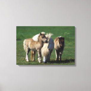 Miniature Mare & Foals 1 Canvas Print