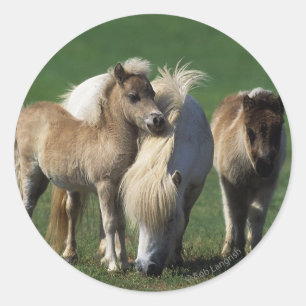 Miniature Mare & Foals 1 Classic Round Sticker