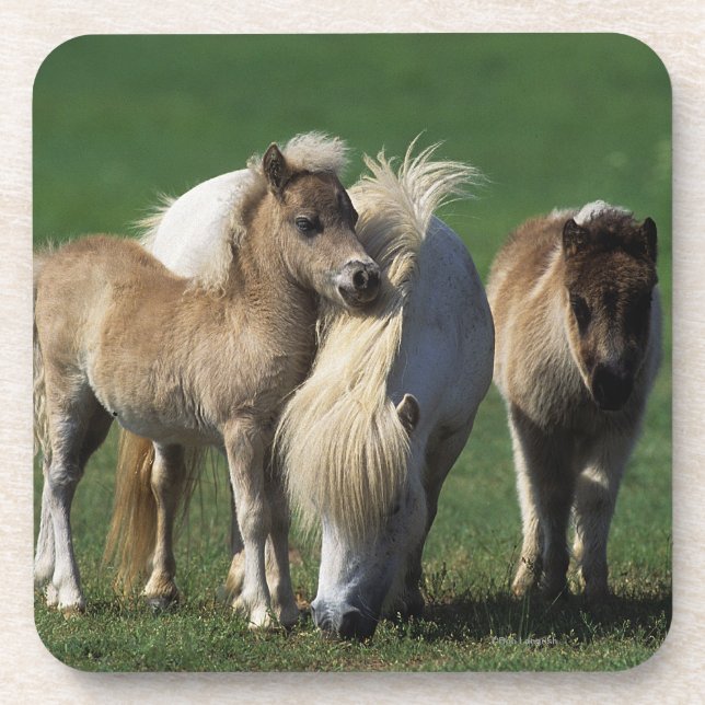Miniature Mare & Foals 1 Coaster (Front)