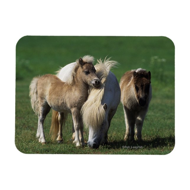 Miniature Mare & Foals 1 Magnet (Horizontal)