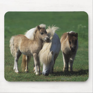Miniature Mare & Foals 1 Mouse Mat