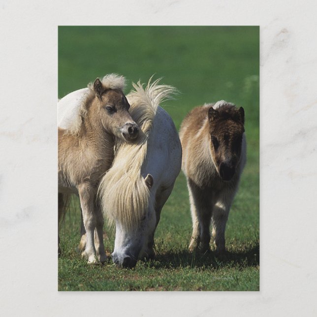 Miniature Mare & Foals 1 Postcard (Front)