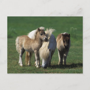 Miniature Mare & Foals 1 Postcard
