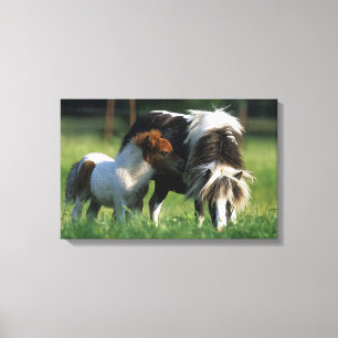 Miniature Mare & Foals 2 Canvas Print
