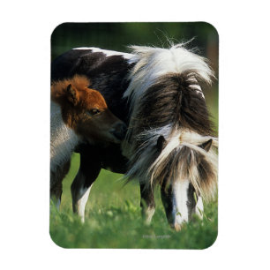 Miniature Mare & Foals 2 Magnet