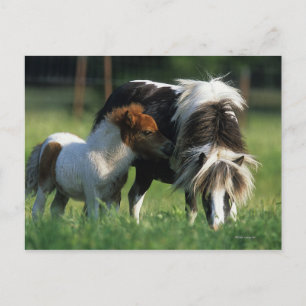 Miniature Mare & Foals 2 Postcard