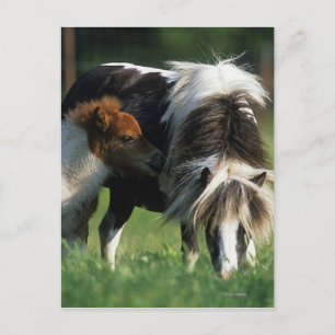 Miniature Mare & Foals 2 Postcard