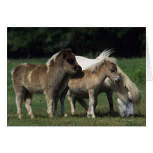 Miniature Mare & Foals 3